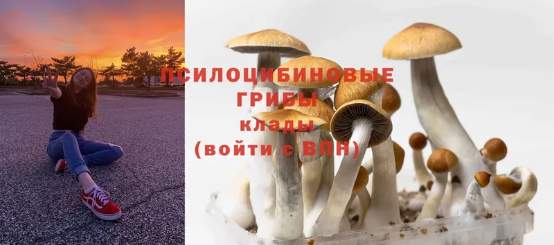 хочу   ОМГ ОМГ зеркало  Галлюциногенные грибы Magic Shrooms  Шилка 